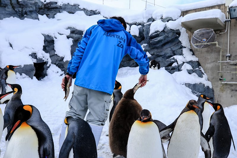 2020 到北海道千萬不要錯過!必訪!錯過會後悔的旭川動物園!!! - 第48張圖 IMG_6920-2