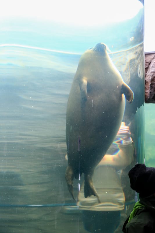 2020 到北海道千萬不要錯過!必訪!錯過會後悔的旭川動物園!!! - 第97張圖 IMG_7187-2