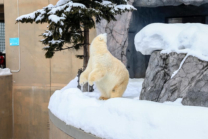 2020 到北海道千萬不要錯過!必訪!錯過會後悔的旭川動物園!!! - 第141張圖 IMG_7498-2