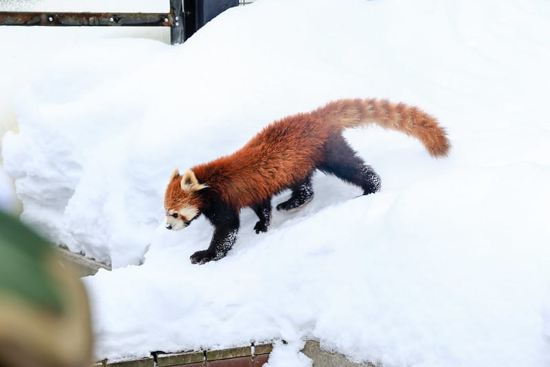 2020 到北海道千萬不要錯過!必訪!錯過會後悔的旭川動物園!!! - 第151張圖 IMG_7535-2
