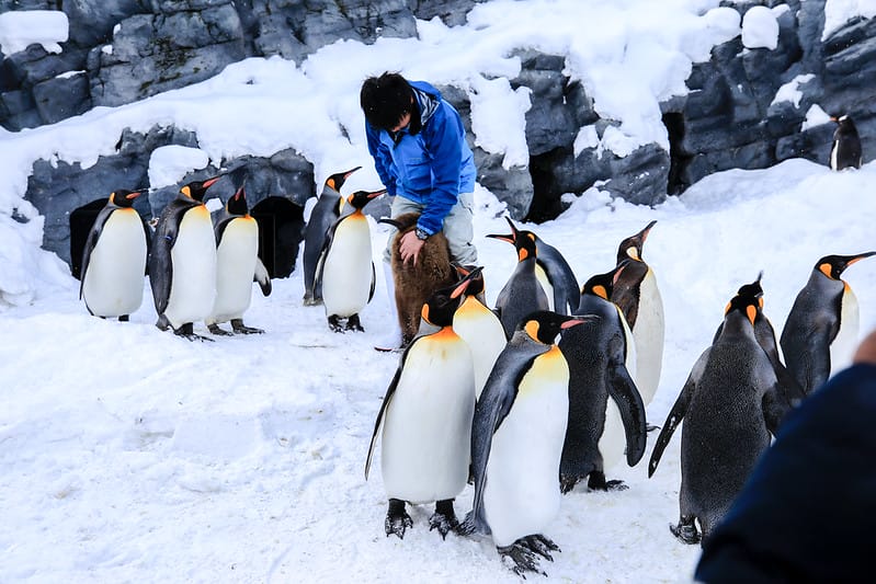 2020 到北海道千萬不要錯過!必訪!錯過會後悔的旭川動物園!!! - 第34張圖 IMG_6893-2
