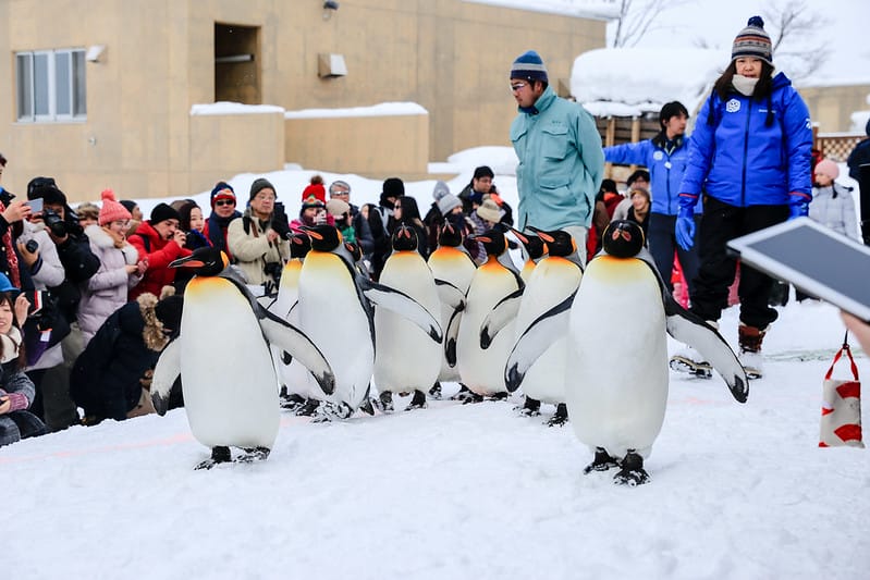 2020 到北海道千萬不要錯過!必訪!錯過會後悔的旭川動物園!!! - 第79張圖 IMG_7162-2