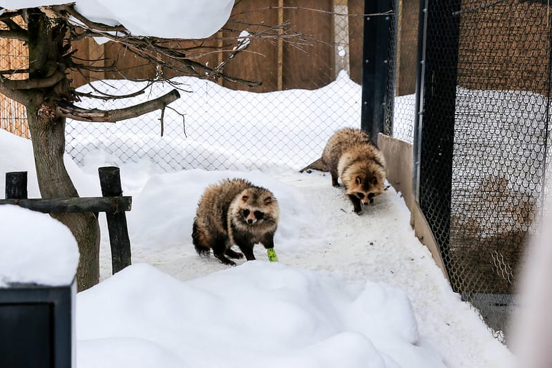 2020 到北海道千萬不要錯過!必訪!錯過會後悔的旭川動物園!!! - 第204張圖 IMG_7733-2