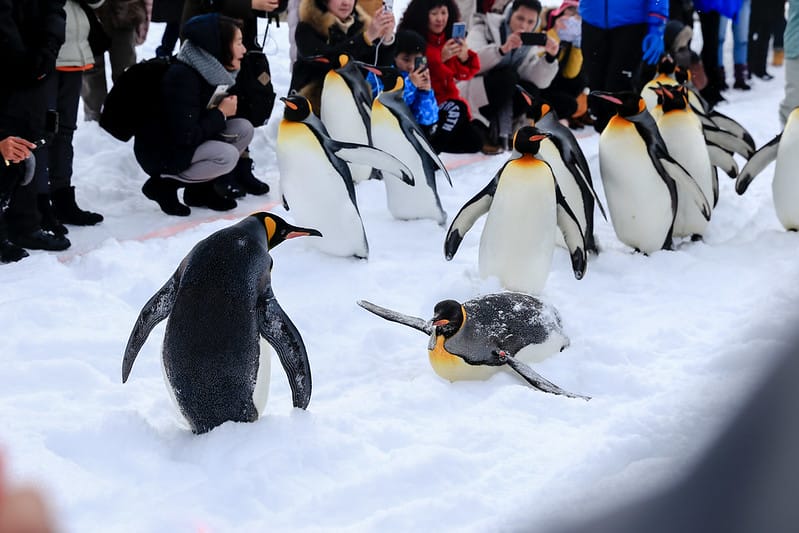 2020 到北海道千萬不要錯過!必訪!錯過會後悔的旭川動物園!!! - 第74張圖 IMG_7096-2