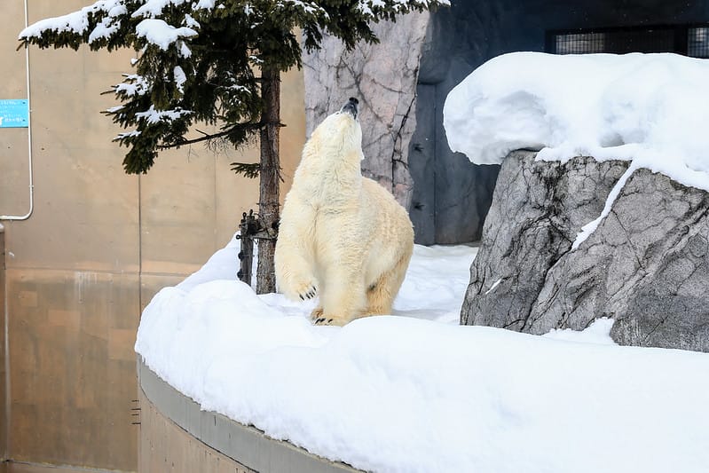 2020 到北海道千萬不要錯過!必訪!錯過會後悔的旭川動物園!!! - 第140張圖 IMG_7485-2