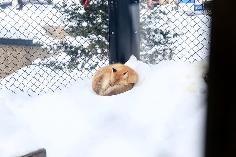 2020 到北海道千萬不要錯過!必訪!錯過會後悔的旭川動物園!!! - 第207張圖 IMG_7748-2