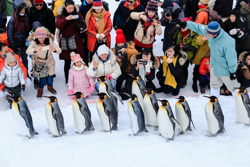 2020 到北海道千萬不要錯過!必訪!錯過會後悔的旭川動物園!!! - 第77張圖 IMG_7146-2
