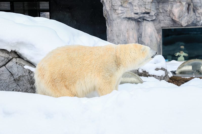 2020 到北海道千萬不要錯過!必訪!錯過會後悔的旭川動物園!!! - 第147張圖 IMG_7509-2
