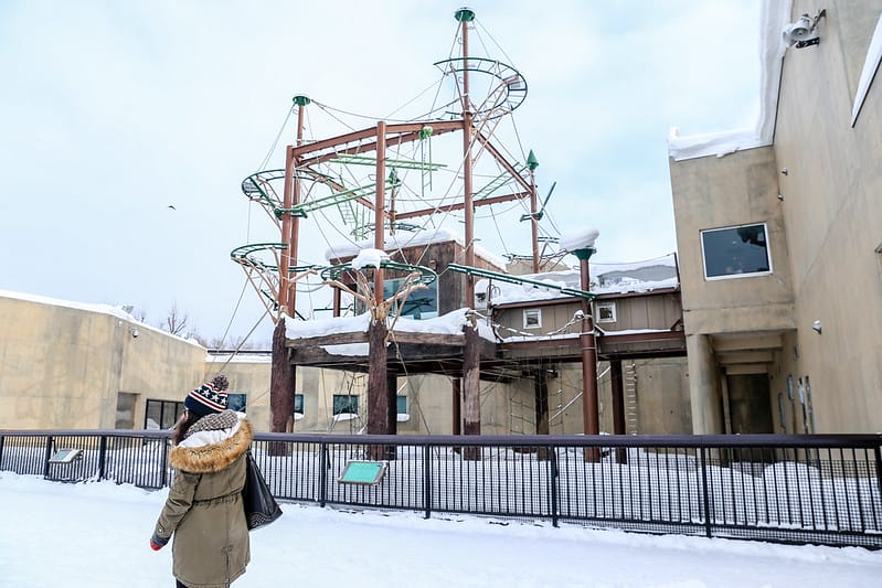 2020 到北海道千萬不要錯過!必訪!錯過會後悔的旭川動物園!!! - 第175張圖 IMG_7778-2