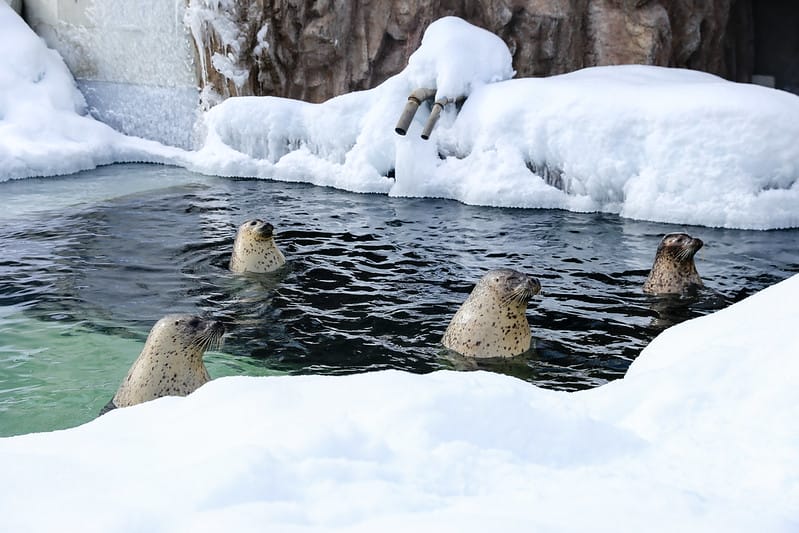 2020 到北海道千萬不要錯過!必訪!錯過會後悔的旭川動物園!!! - 第117張圖 IMG_7316-2