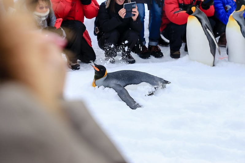 2020 到北海道千萬不要錯過!必訪!錯過會後悔的旭川動物園!!! - 第66張圖 IMG_7051-2