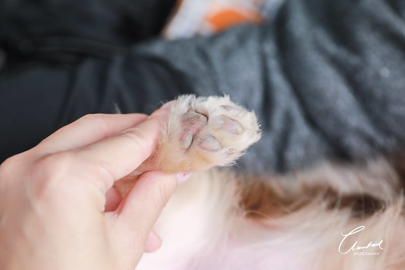 托托開箱AVENDER 阿凡達蓬鬆洗毛精、犬用潔牙凝膠(牛肉口味)、阿凡達狗貓抗菌濕巾 - 第37張圖 1J6A5439-2拷貝