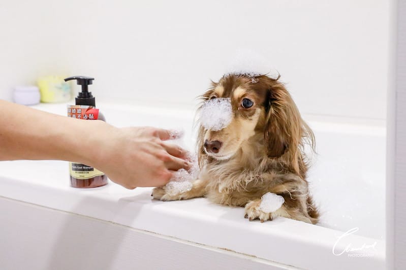 托托開箱AVENDER 阿凡達蓬鬆洗毛精、犬用潔牙凝膠(牛肉口味)、阿凡達狗貓抗菌濕巾 - 第12張圖 1J6A4560-2拷貝-2拷貝