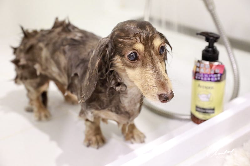 托托開箱AVENDER 阿凡達蓬鬆洗毛精、犬用潔牙凝膠(牛肉口味)、阿凡達狗貓抗菌濕巾 - 第22張圖 1J6A4700-2拷貝