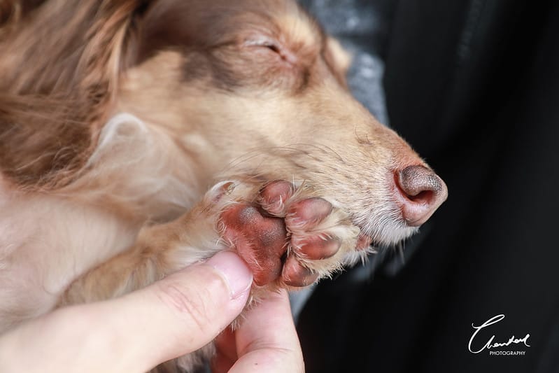 托托開箱AVENDER 阿凡達蓬鬆洗毛精、犬用潔牙凝膠(牛肉口味)、阿凡達狗貓抗菌濕巾 - 第40張圖 1J6A5471-2拷貝