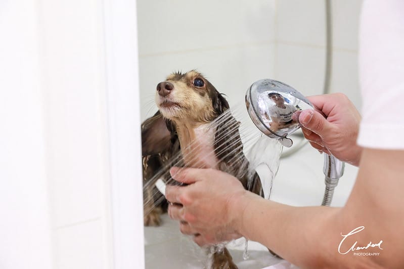 托托開箱AVENDER 阿凡達蓬鬆洗毛精、犬用潔牙凝膠(牛肉口味)、阿凡達狗貓抗菌濕巾 - 第24張圖 1J6A4722-2拷貝