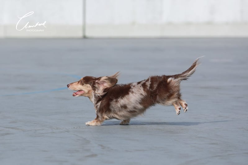 托托開箱AVENDER 阿凡達蓬鬆洗毛精、犬用潔牙凝膠(牛肉口味)、阿凡達狗貓抗菌濕巾 - 第34張圖 1J6A5355-2拷貝