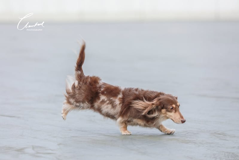 托托開箱AVENDER 阿凡達蓬鬆洗毛精、犬用潔牙凝膠(牛肉口味)、阿凡達狗貓抗菌濕巾 - 第33張圖 1J6A5200-2拷貝