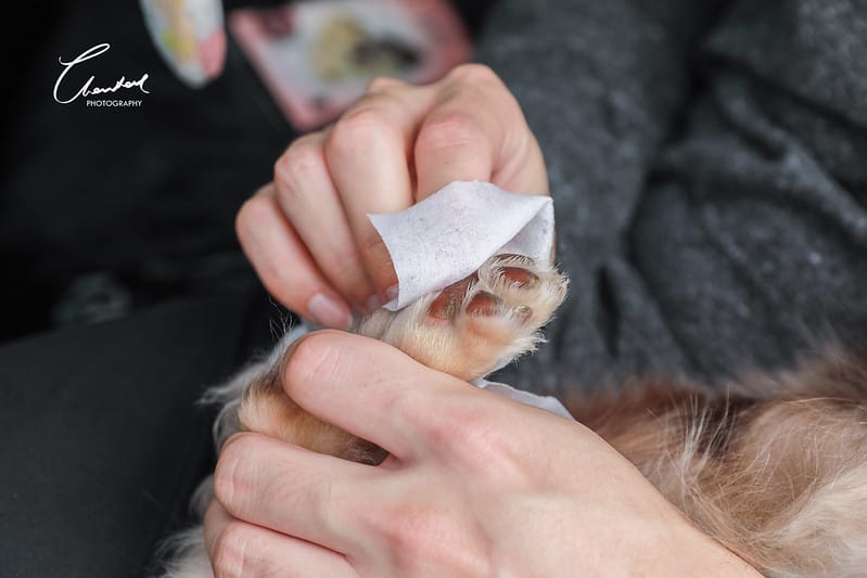托托開箱AVENDER 阿凡達蓬鬆洗毛精、犬用潔牙凝膠(牛肉口味)、阿凡達狗貓抗菌濕巾 - 第39張圖 1J6A5456-2拷貝