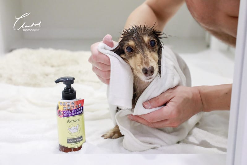 托托開箱AVENDER 阿凡達蓬鬆洗毛精、犬用潔牙凝膠(牛肉口味)、阿凡達狗貓抗菌濕巾 - 第26張圖 1J6A4813-2拷貝