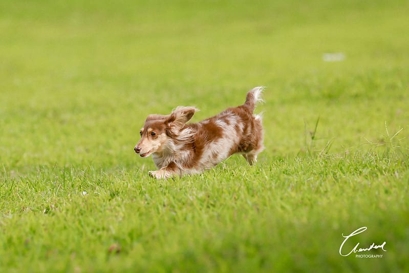 托托開箱AVENDER 阿凡達蓬鬆洗毛精、犬用潔牙凝膠(牛肉口味)、阿凡達狗貓抗菌濕巾 - 第4張圖 1J6A5256-2拷貝