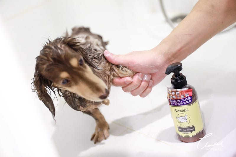 托托開箱AVENDER 阿凡達蓬鬆洗毛精、犬用潔牙凝膠(牛肉口味)、阿凡達狗貓抗菌濕巾 - 第18張圖 1J6A4647-2拷貝