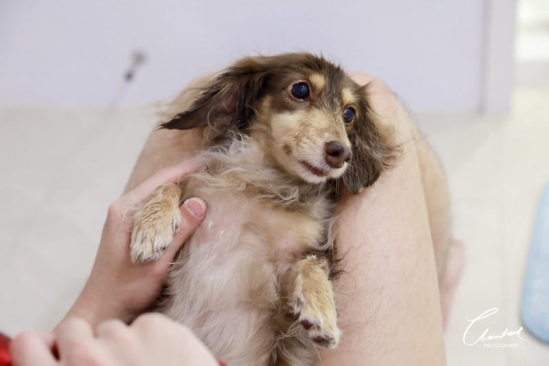 托托開箱AVENDER 阿凡達蓬鬆洗毛精、犬用潔牙凝膠(牛肉口味)、阿凡達狗貓抗菌濕巾 - 第28張圖 1J6A4881-2拷貝