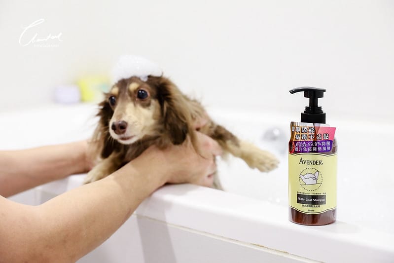 托托開箱AVENDER 阿凡達蓬鬆洗毛精、犬用潔牙凝膠(牛肉口味)、阿凡達狗貓抗菌濕巾 - 第8張圖 1J6A4519-2拷貝