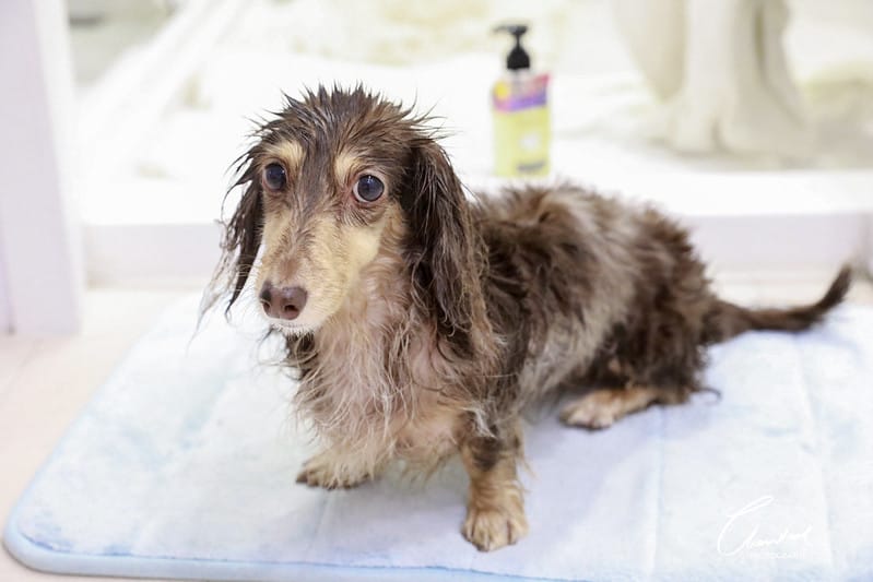 托托開箱AVENDER 阿凡達蓬鬆洗毛精、犬用潔牙凝膠(牛肉口味)、阿凡達狗貓抗菌濕巾 - 第47張圖 1J6A4831-2拷貝