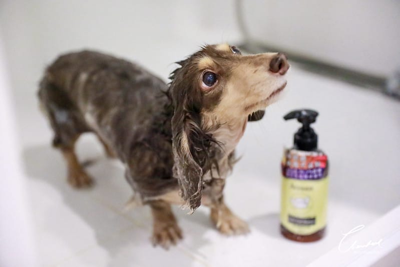托托開箱AVENDER 阿凡達蓬鬆洗毛精、犬用潔牙凝膠(牛肉口味)、阿凡達狗貓抗菌濕巾 - 第20張圖 1J6A4667-2拷貝
