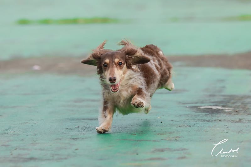 托托開箱AVENDER 阿凡達蓬鬆洗毛精、犬用潔牙凝膠(牛肉口味)、阿凡達狗貓抗菌濕巾 - 第5張圖 1J6A5267-2拷貝