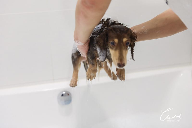 托托開箱AVENDER 阿凡達蓬鬆洗毛精、犬用潔牙凝膠(牛肉口味)、阿凡達狗貓抗菌濕巾 - 第44張圖 1J6A4631-2拷貝
