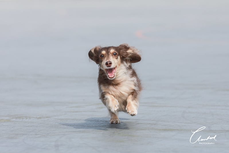 托托開箱AVENDER 阿凡達蓬鬆洗毛精、犬用潔牙凝膠(牛肉口味)、阿凡達狗貓抗菌濕巾 - 第35張圖 1J6A5415-2拷貝