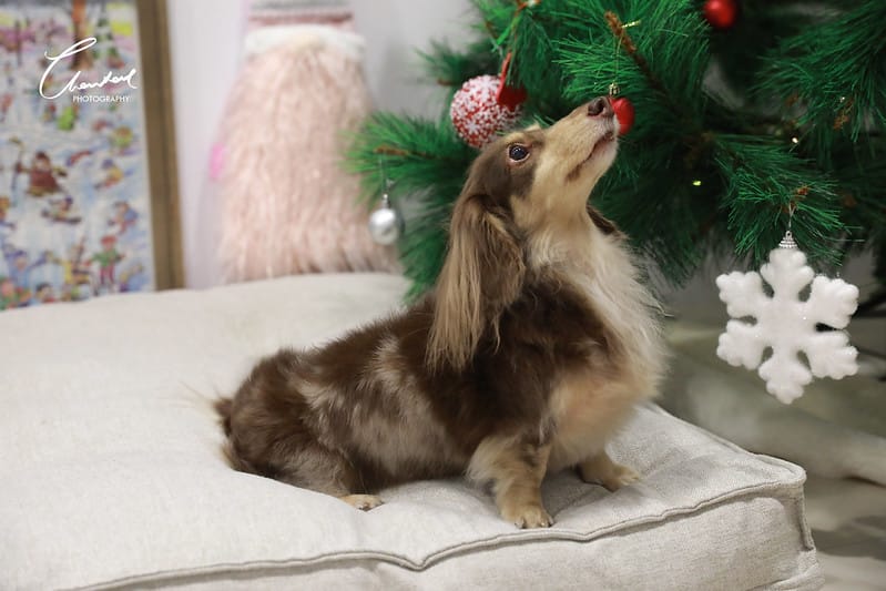 托托開箱AVENDER 阿凡達蓬鬆洗毛精、犬用潔牙凝膠(牛肉口味)、阿凡達狗貓抗菌濕巾 - 第32張圖 1J6A5035-2拷貝