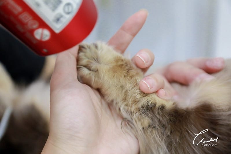 托托開箱AVENDER 阿凡達蓬鬆洗毛精、犬用潔牙凝膠(牛肉口味)、阿凡達狗貓抗菌濕巾 - 第29張圖 1J6A4916-2拷貝