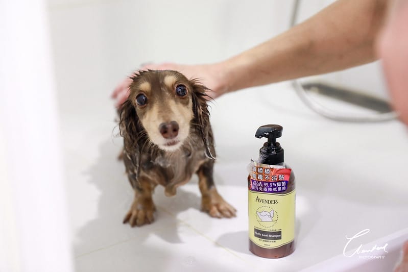 托托開箱AVENDER 阿凡達蓬鬆洗毛精、犬用潔牙凝膠(牛肉口味)、阿凡達狗貓抗菌濕巾 - 第17張圖 1J6A4637-2拷貝