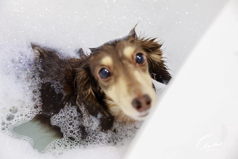 托托開箱AVENDER 阿凡達蓬鬆洗毛精、犬用潔牙凝膠(牛肉口味)、阿凡達狗貓抗菌濕巾 - 第42張圖 1J6A4585-2拷貝-2拷貝