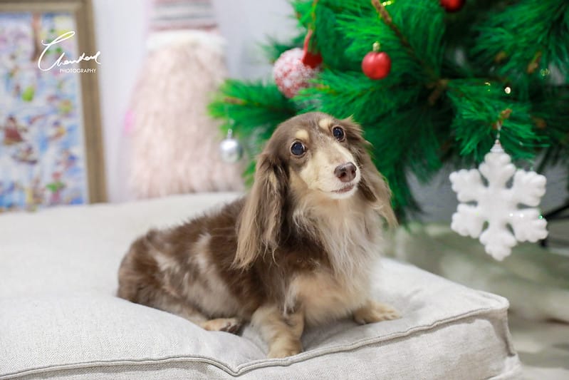 托托開箱AVENDER 阿凡達蓬鬆洗毛精、犬用潔牙凝膠(牛肉口味)、阿凡達狗貓抗菌濕巾 - 第31張圖 1J6A5015-2拷貝