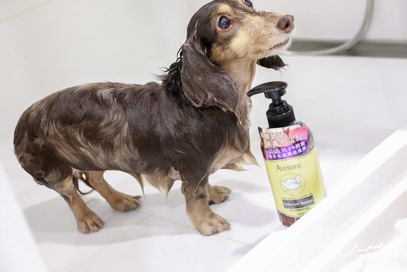 托托開箱AVENDER 阿凡達蓬鬆洗毛精、犬用潔牙凝膠(牛肉口味)、阿凡達狗貓抗菌濕巾 - 第45張圖 1J6A4778-2拷貝