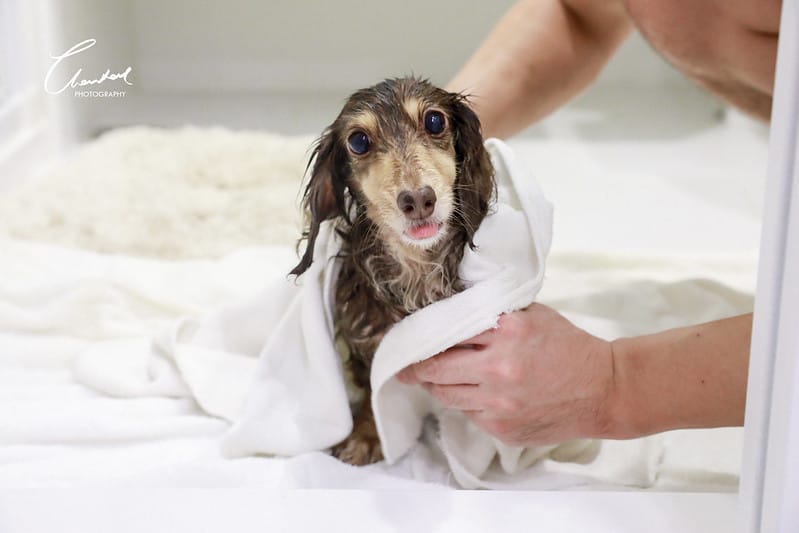 托托開箱AVENDER 阿凡達蓬鬆洗毛精、犬用潔牙凝膠(牛肉口味)、阿凡達狗貓抗菌濕巾 - 第46張圖 1J6A4804-2拷貝