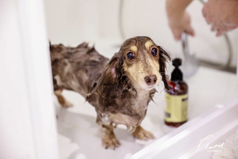 托托開箱AVENDER 阿凡達蓬鬆洗毛精、犬用潔牙凝膠(牛肉口味)、阿凡達狗貓抗菌濕巾 - 第21張圖 1J6A4693-2拷貝