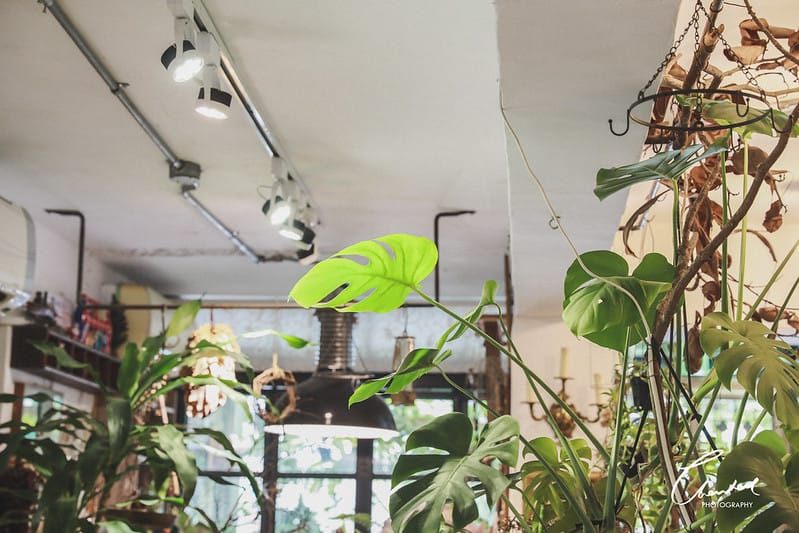 【信義區/市政府站】COTD之城市裡的小綠洲,小青苑 Cyan Cafe帶你瞬間走到叢林裡 - 第9張圖 1J6A9708-2拷貝