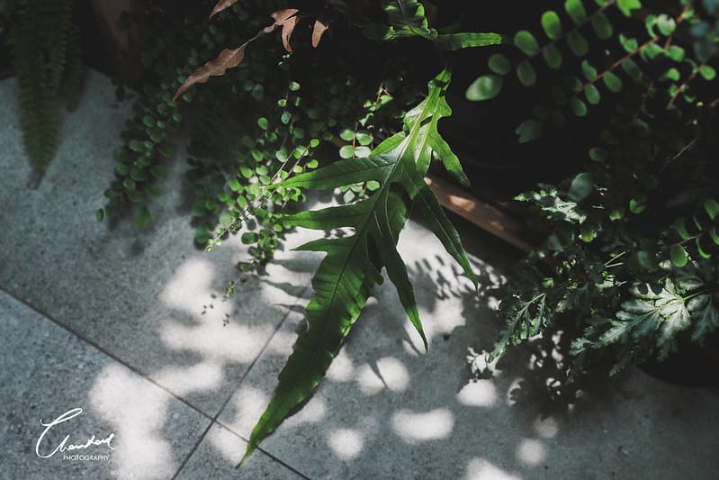 【信義區/市政府站】COTD之城市裡的小綠洲,小青苑 Cyan Cafe帶你瞬間走到叢林裡 - 第33張圖 1J6A9644-2拷貝