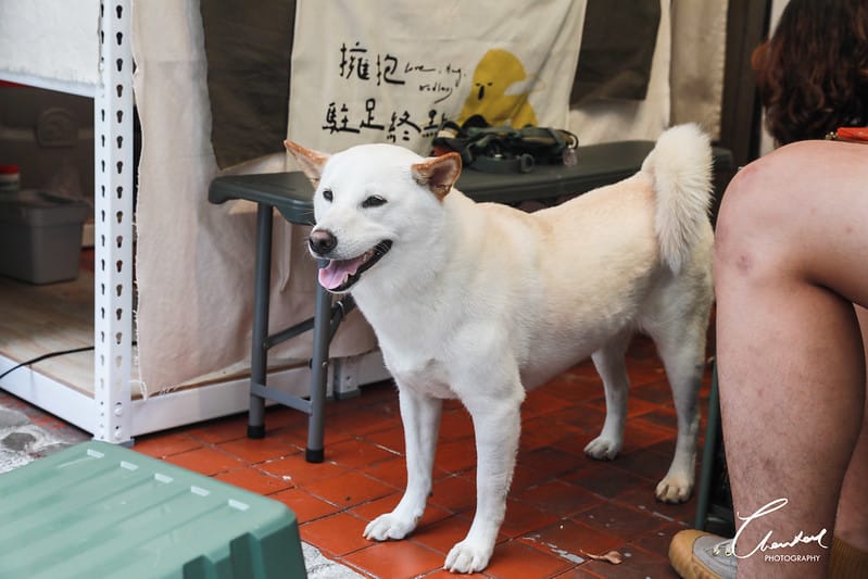 【松山區/南京三民站】COTD之週六限定的露營風咖啡店 太古宙咖啡 ArchEon Café(寵物友善) - 第15張圖 1J6A9168-2拷貝