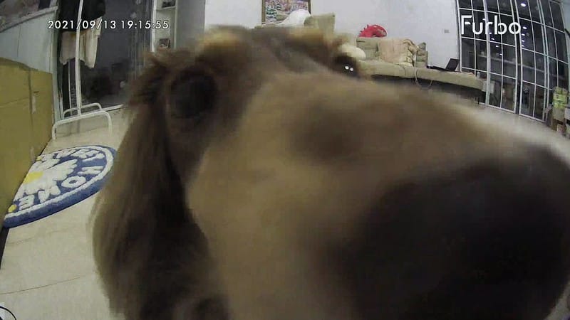 托托開箱Furbo狗狗攝影機,讓你在哪都可以拉近與毛寶貝的距離 (廠商邀約) - 第60張圖 IMG_9374