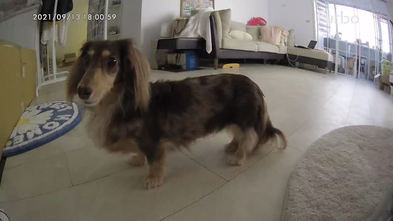 托托開箱Furbo狗狗攝影機,讓你在哪都可以拉近與毛寶貝的距離 (廠商邀約) - 第29張圖 IMG_9343