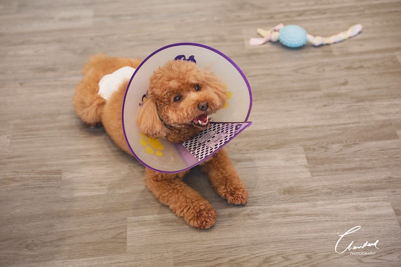 【中壢/住宿】外出遊玩、出國的好選擇 Halo!PET HOTEL 嗨比寵物旅館 (安親、精品、寵物美容) - 第15張圖 1J6A8520-2 拷貝