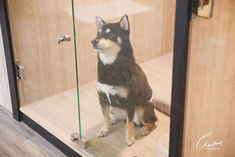 【中壢/住宿】外出遊玩、出國的好選擇 Halo!PET HOTEL 嗨比寵物旅館 (安親、精品、寵物美容) - 第25張圖 1J6A8537-2 拷貝
