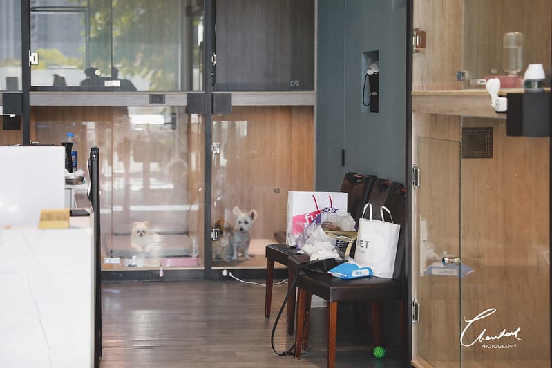 【中壢/住宿】外出遊玩、出國的好選擇 Halo!PET HOTEL 嗨比寵物旅館 (安親、精品、寵物美容) - 第3張圖 1J6A8498-2 拷貝