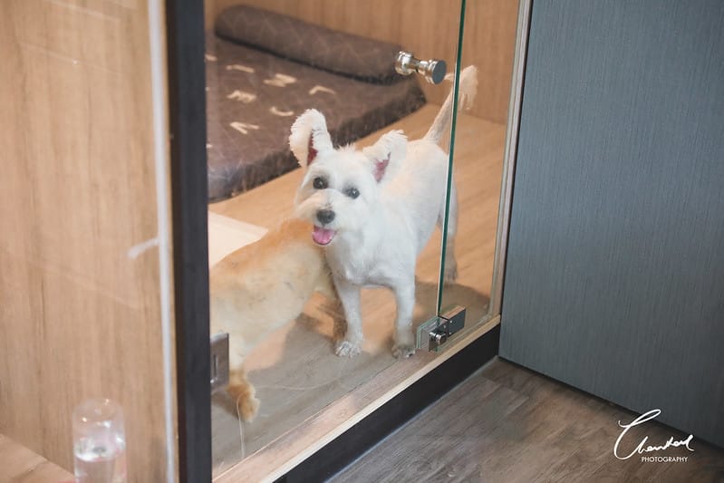 【中壢/住宿】外出遊玩、出國的好選擇 Halo!PET HOTEL 嗨比寵物旅館 (安親、精品、寵物美容) - 第24張圖 1J6A8554-2 拷貝